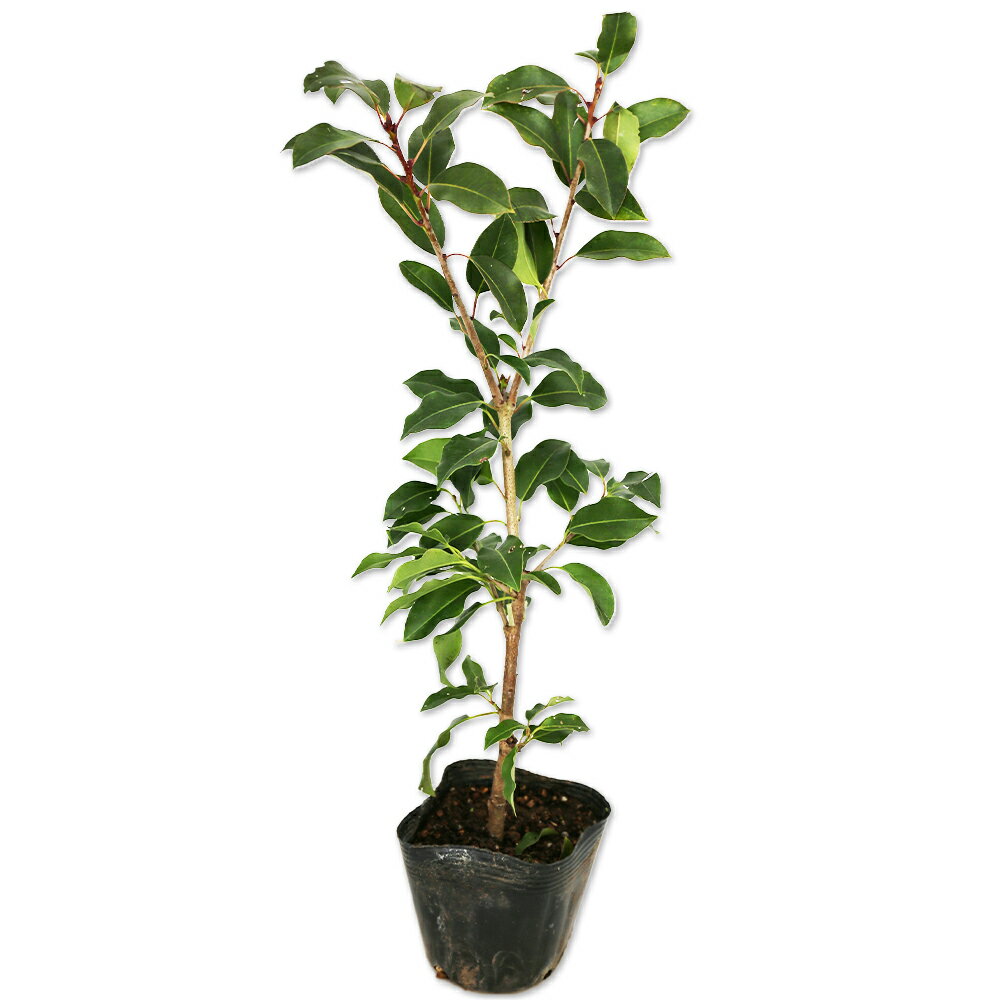 楽天市場】雄 ソヨゴの通販