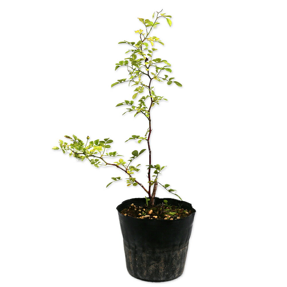 楽天市場】バラ 接ぎ木 台 木の通販