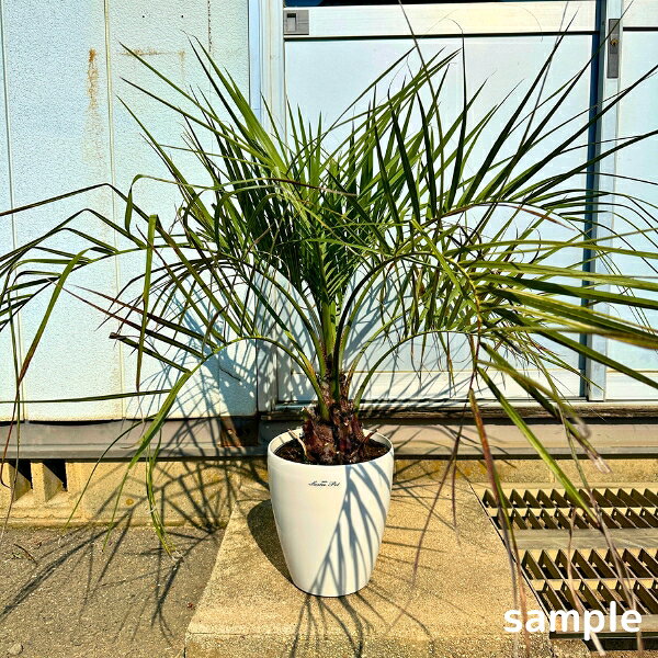 楽天市場】ココスヤシ 庭木の通販