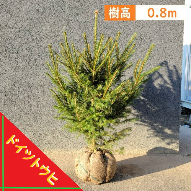 楽天市場】もみの木 トウヒ（植木｜ガーデニング・農業）：花