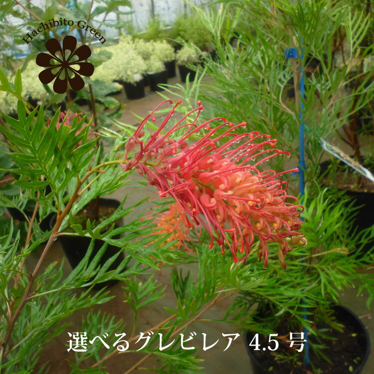 楽天市場】グレビレア（苗物｜ガーデニング・農業）：花・ガーデン
