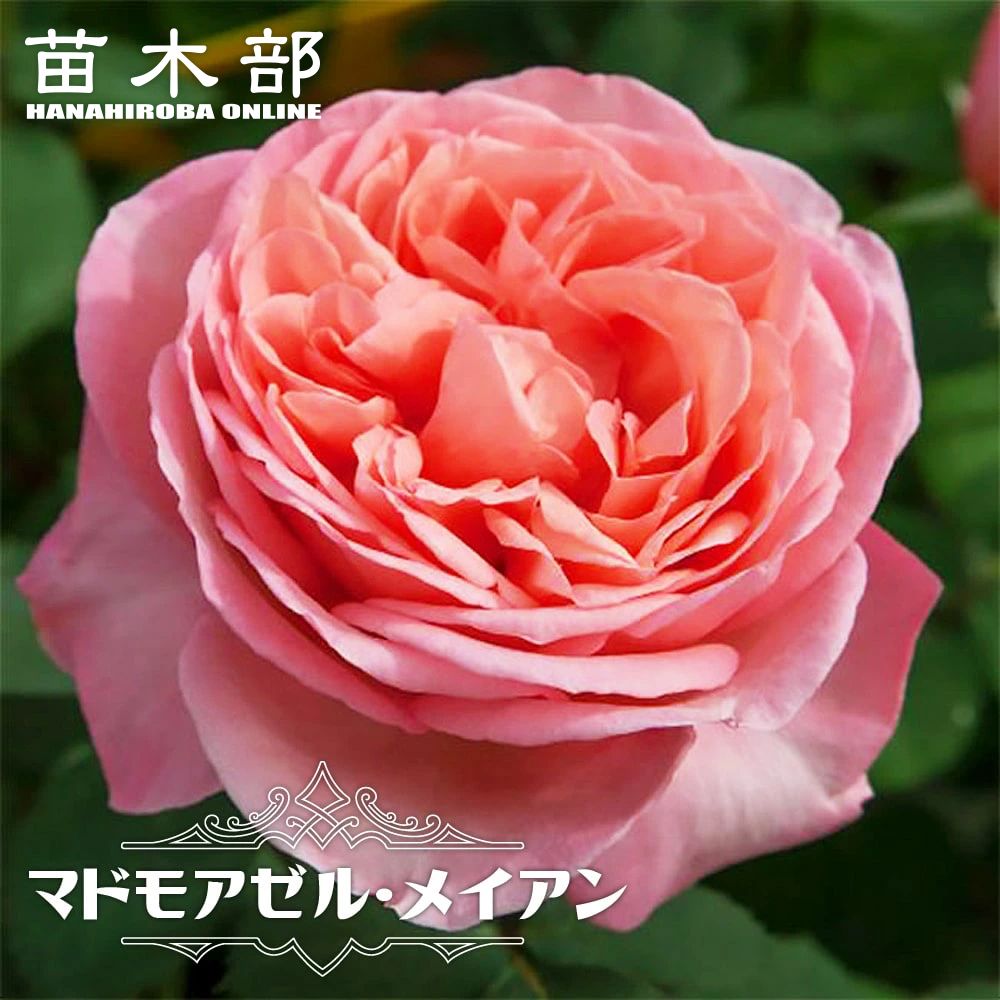 楽天市場】バラ カップ咲き 切花の通販