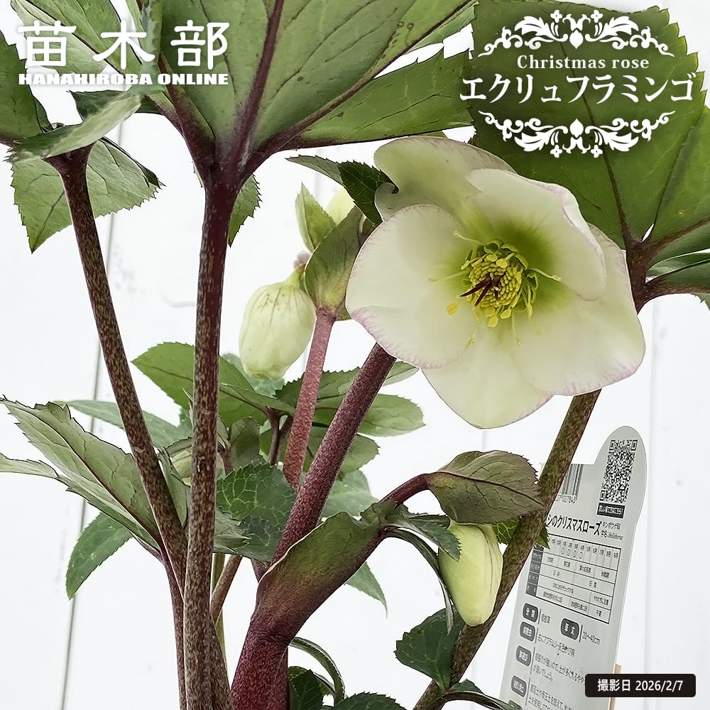 楽天市場】小輪 クリスマスローズの通販