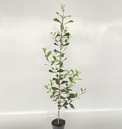 楽天市場】フェイジョア株立ちの通販