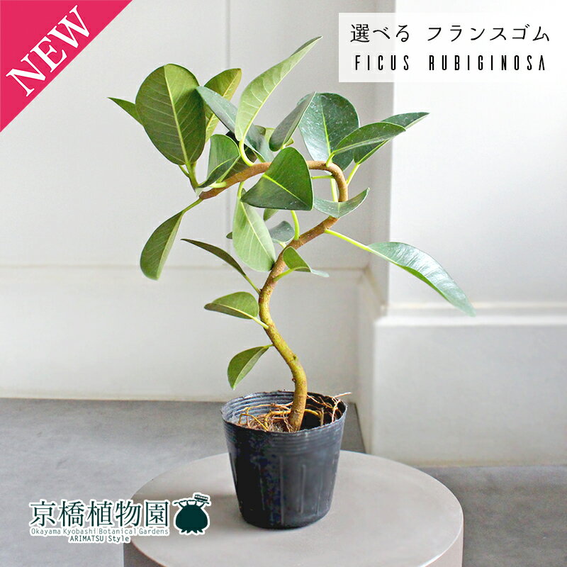 楽天市場】フランスゴムの木（サイズ（植木鉢）～ 3号）の通販
