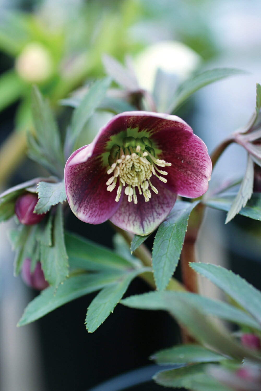 楽天市場】クリスマスローズ ダークパープルの通販