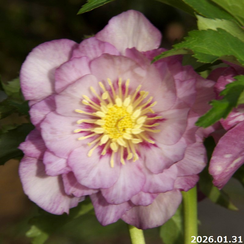 楽天市場】野田交配 クリスマスローズの通販