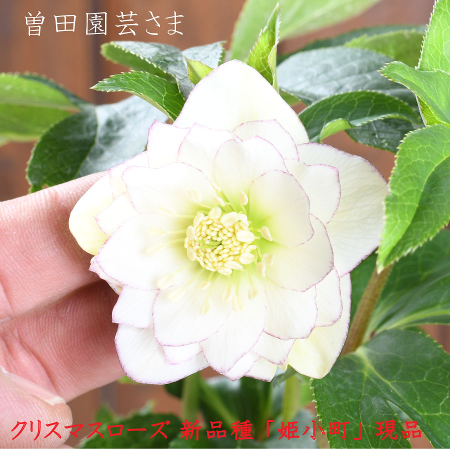 楽天市場】小輪 クリスマスローズの通販