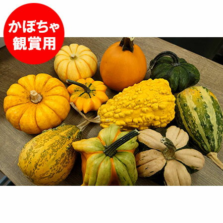 ハロウィン観賞用おもちゃかぼちゃ 40個 サチ5 B ハロウィン観賞用