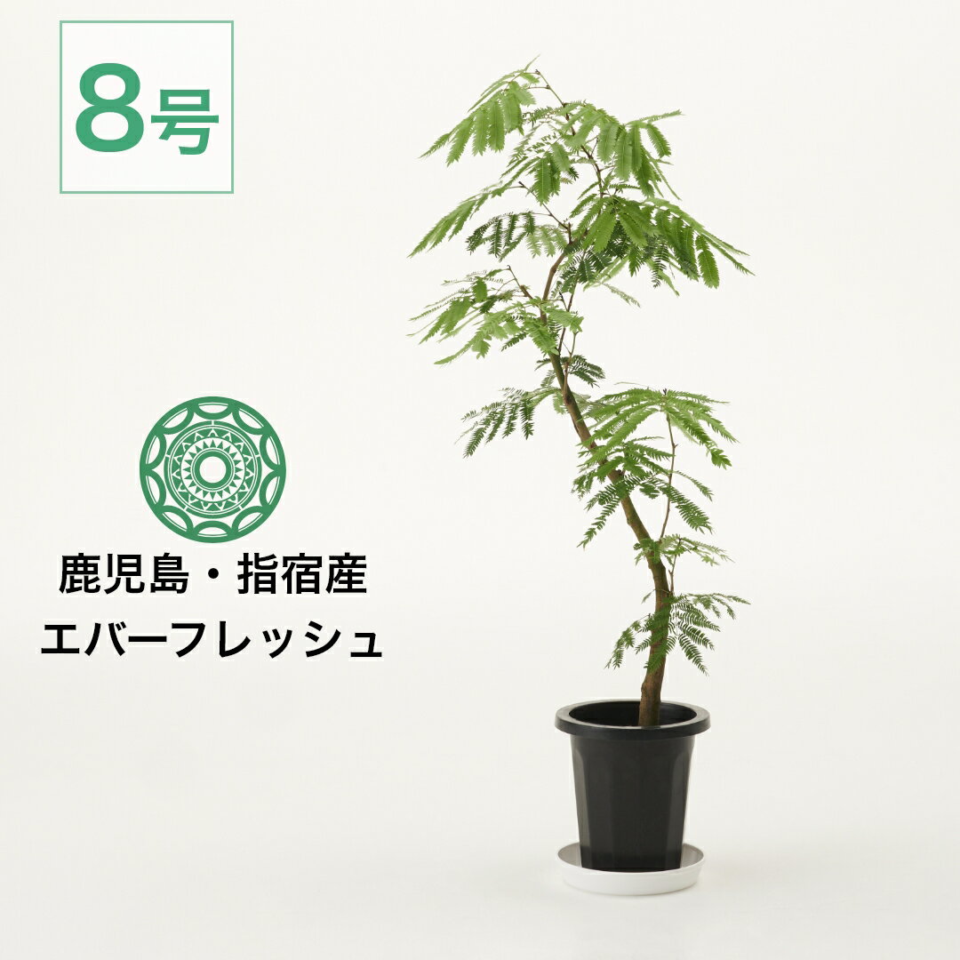 楽天市場】エバーフレッシュ（サイズ（植木鉢）7 ～ 9号）（観葉植物