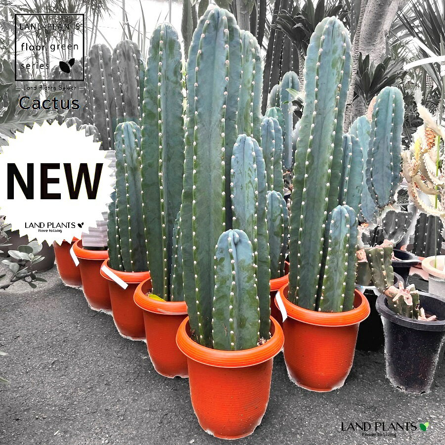 楽天市場】柱サボテン（高さ（植物）71 ～ 130.9cm）の通販