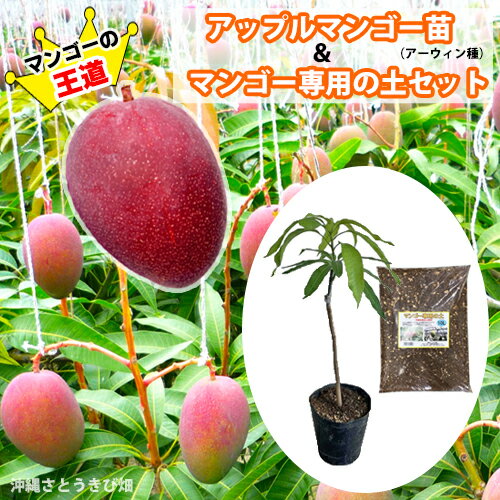 楽天市場】マンゴー 種の通販