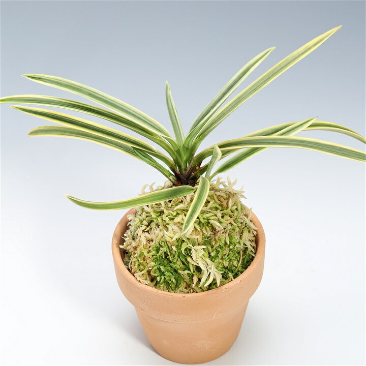 楽天市場】富貴蘭（花・観葉植物｜花・ガーデン・DIY）の通販