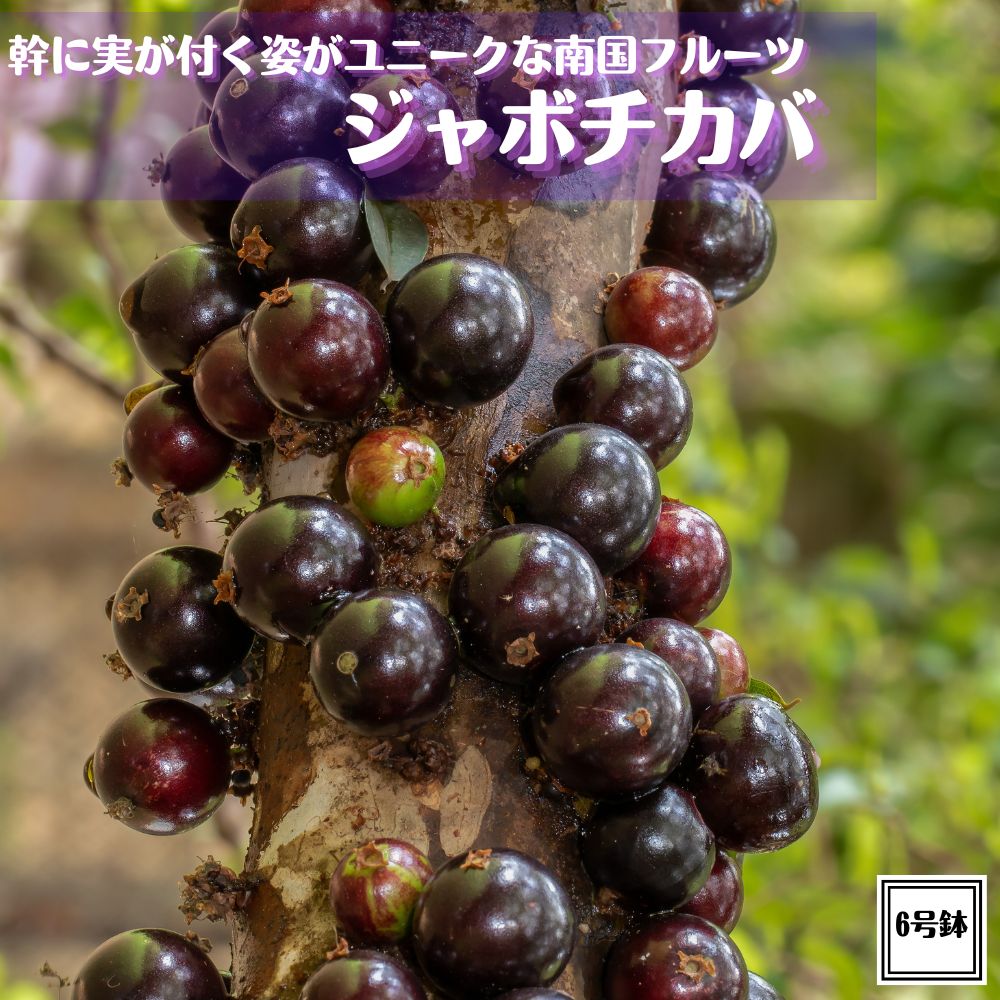 楽天市場】ジャボチカバ 苗の通販