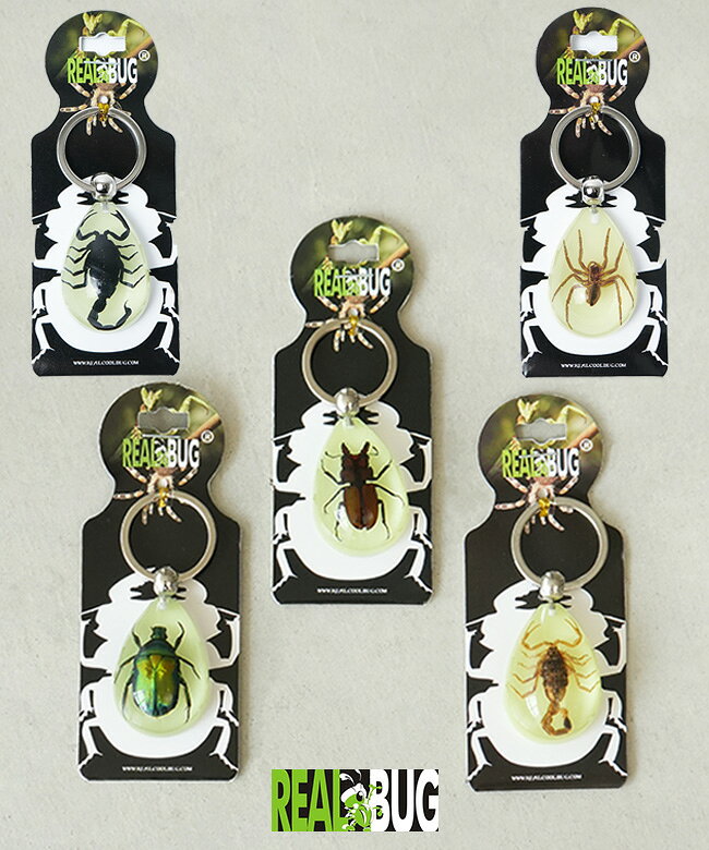 楽天市場】昆虫 標本 キーホルダーの通販