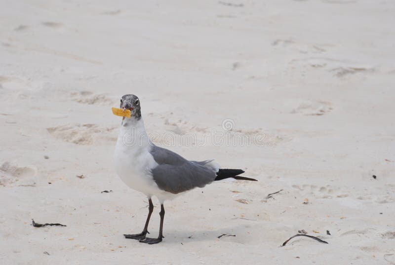Seagull Chip Stock Photos - Free & Royalty-Free Stock Photos from