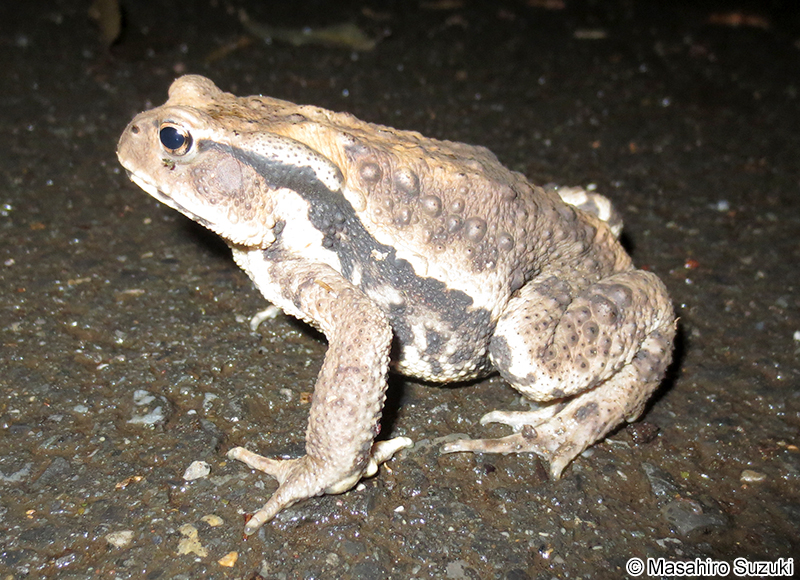 アズマヒキガエル Bufo japonicus formosus