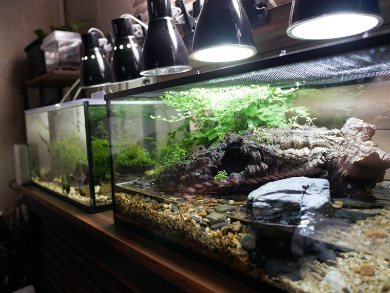 イモリ水槽レイアウト！アクアテラリウムで作ってみた！ | となりの