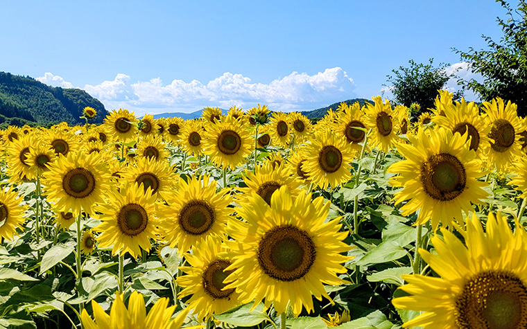 上郷町のひまわり畑 | 遠野時間｜遠野市観光情報サイト