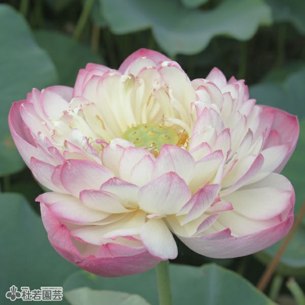 000000000679-01-l.jpg?t=