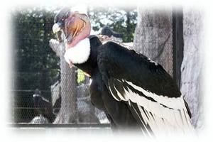 アンデスコンドル | 動物紹介 | とくしま動物園