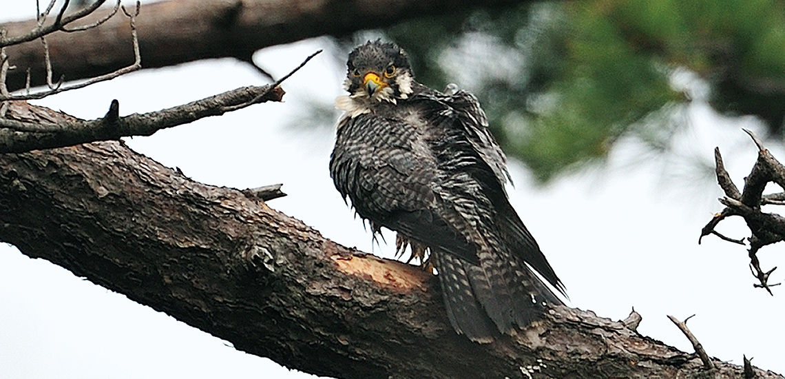 ひょうきんな猛禽 | バードライフ・インターナショナル東京バード