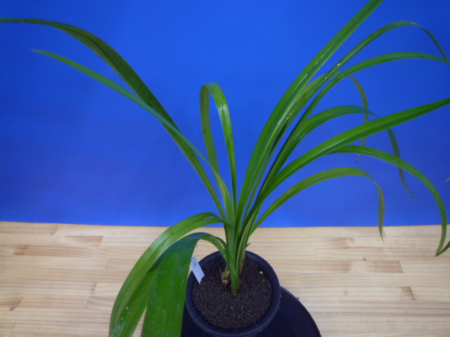 寒蘭専門店 東洋蘭センター / 白妙 （しらたえ）白花素心 鹿児島県産 1