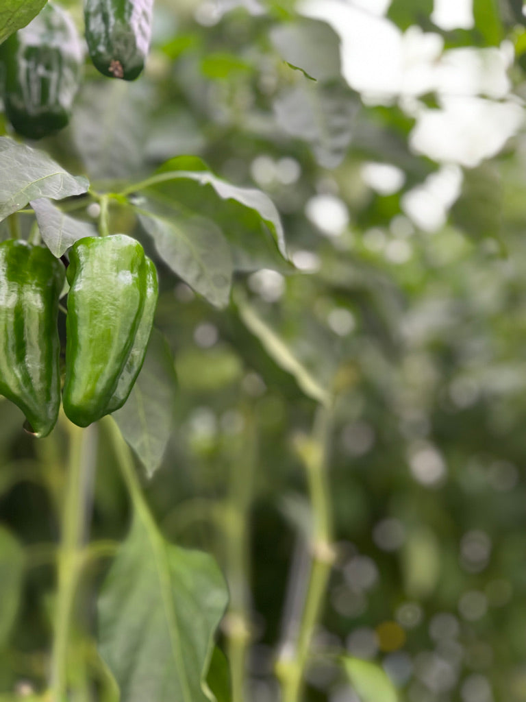 サスベジ ピーマン 1kg – 株式会社TOWING