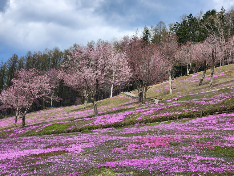 5月6日】GW最終日、桜が満開です。｜北海道滝上町