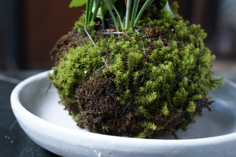 苔玉キット – とやまもの