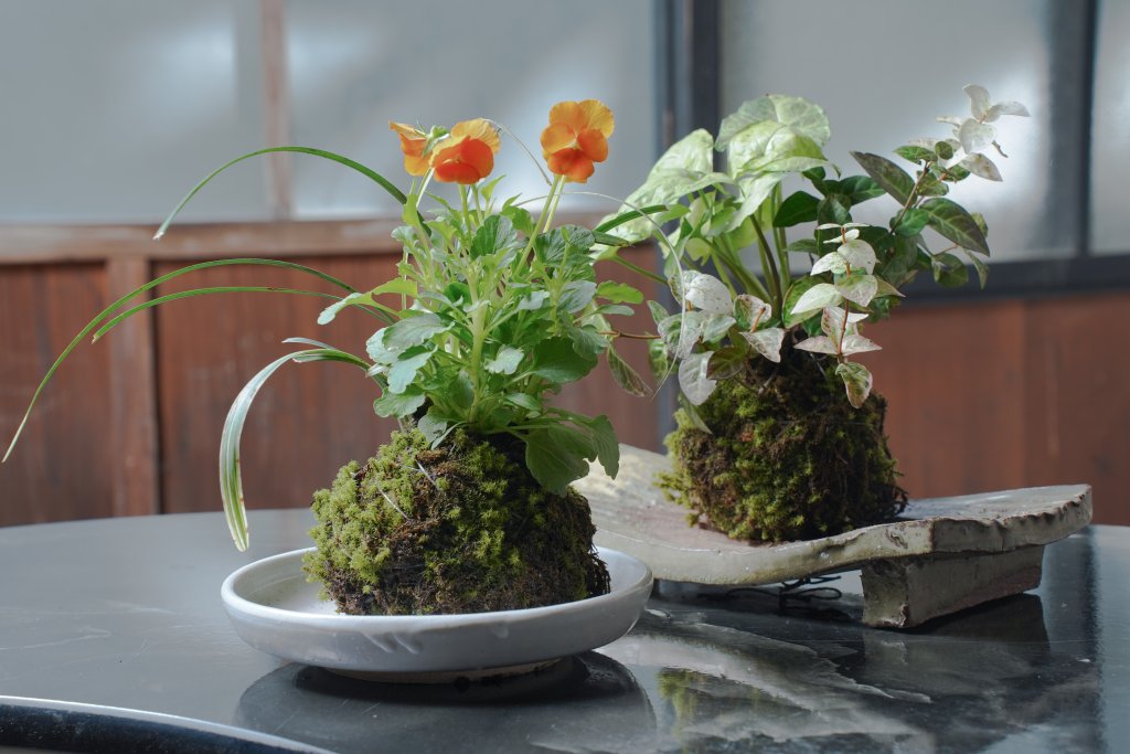 苔玉キット – とやまもの