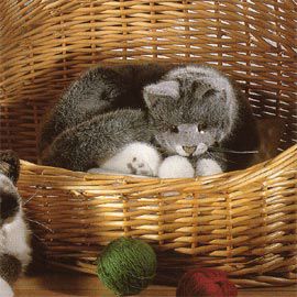 ケーセン Koesen ぬいぐるみ ねそべり猫(大)メインクーン 黒 |木の