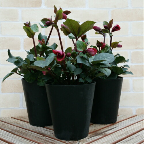 楽天市場】クリスマスローズ アンナズレッド 5号鉢（つぼみ〜開花開始