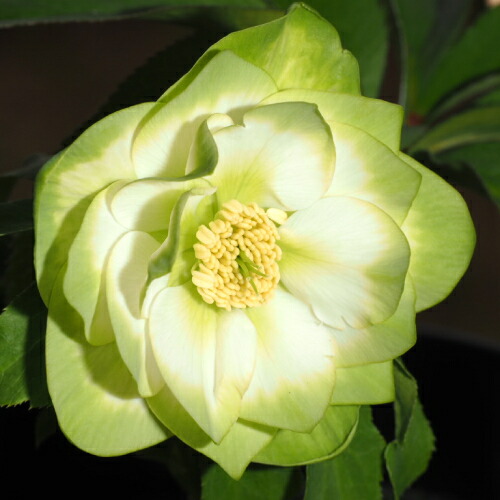 楽天市場】クリスマスローズ 八重咲 利休系グリーンリップ ダブル 4号