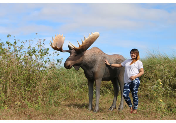 楽天市場】大迫力！ ムース Moose 体長約2m36cm 強化プラスチック（FRP