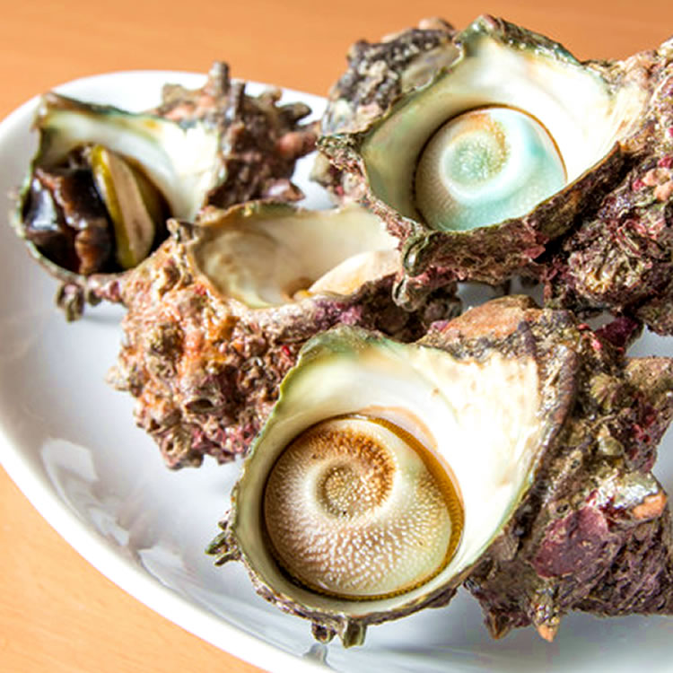 楽天市場】サザエ 活き 天然 活さざえ 1kg［7-10個入］鳥取県 海の幸