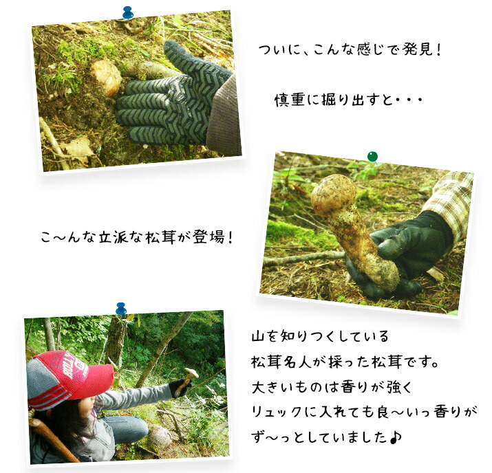 楽天市場】【予約商品】【9月中旬－10月上旬採れ次第発送】松茸 送料
