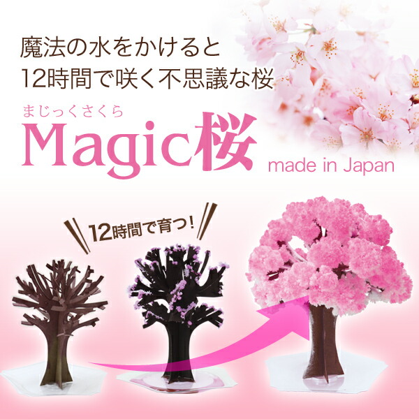 楽天市場】【メール便】マジック桜 Magic桜 12時間で咲く感動のサクラ