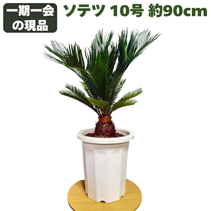 観葉植物 10号 ソテツ」の人気商品一覧 | 安い商品を通販サイトから