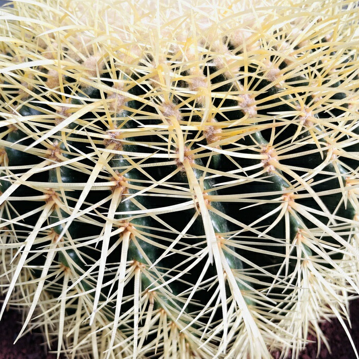 楽天市場】サボテンの王様 金鯱 12号鉢 大型 特大サイズ 観葉植物 多肉