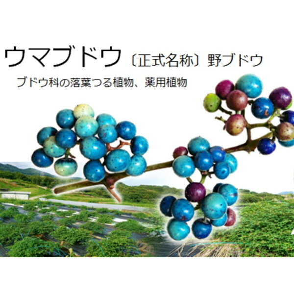 楽天市場】ウマブドウ茶（お湯出し3分・2gx18包）(葉っぱ舎)【うま