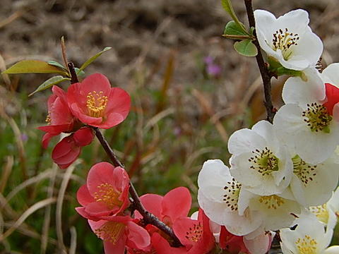 楽天市場】ボケ盆栽日月星 咲き分け木瓜日月星2018年花芽有り3月頃に