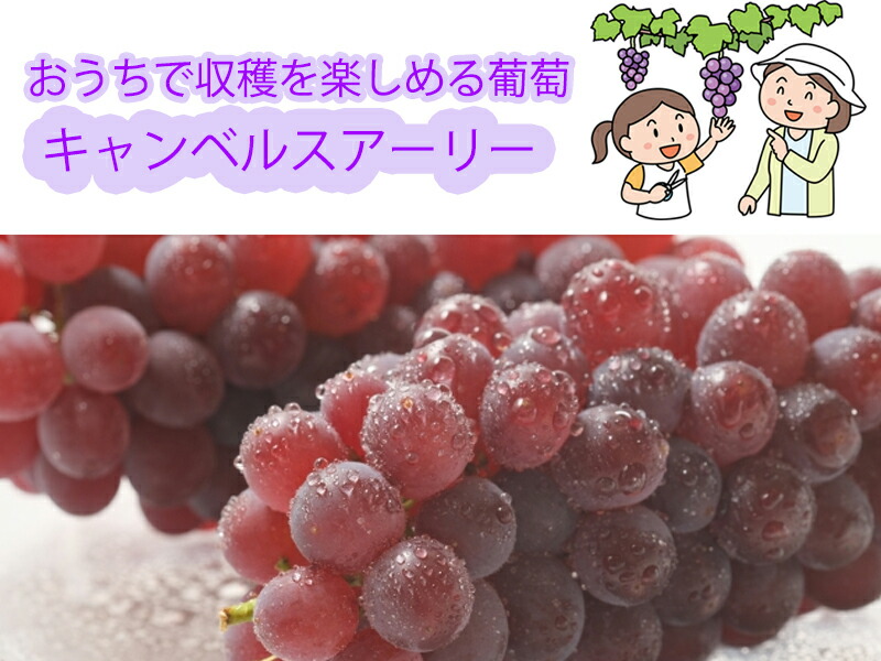 楽天市場】2024年葡萄苗キャンベルスアーリー葡萄キャンベル