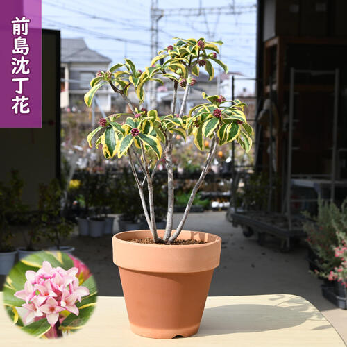 楽天市場】ディズニー 【プランタースタンド】 ドナルド＆デイジー