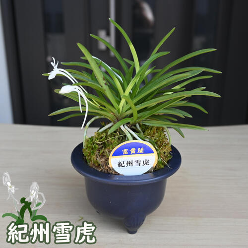 楽天市場】2024年NEW 現品 富貴蘭 紀州雪虎 鉢植え 風蘭 プラ鉢入り