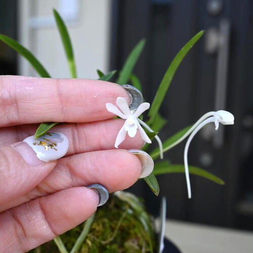 楽天市場】2024年NEW 現品 富貴蘭 紀州雪虎 鉢植え 風蘭 プラ鉢入り