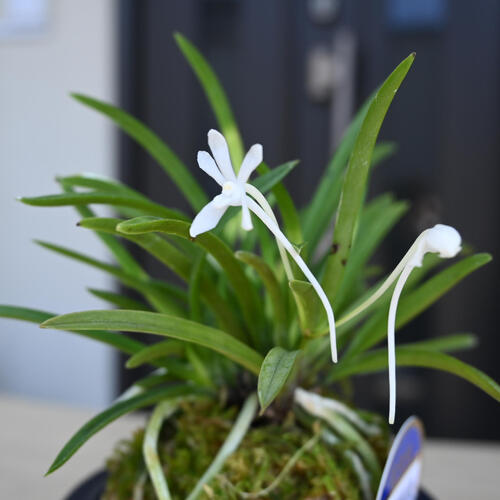 楽天市場】2024年NEW 現品 富貴蘭 紀州雪虎 鉢植え 風蘭 プラ鉢入り