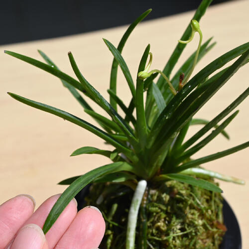 楽天市場】2025年NEW 現品 富貴蘭 黄花 鉢植え 風蘭 プラ鉢入り : 園芸