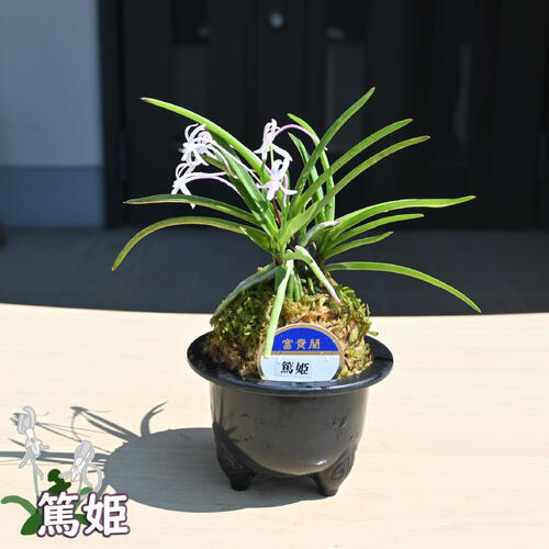 楽天市場】2025年NEW 現品 富貴蘭 篤姫 鉢植え 風蘭 プラ鉢入り : 園芸