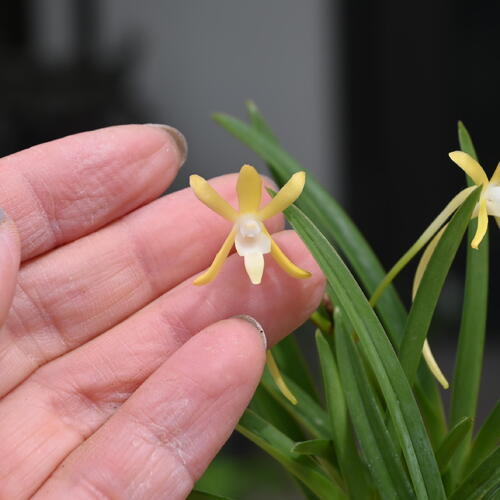 楽天市場】2025年NEW 現品 富貴蘭 黄花 鉢植え 風蘭 プラ鉢入り : 園芸